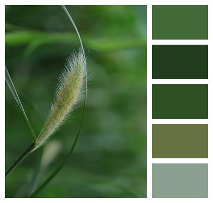 Plant Close Up Foxtail Image